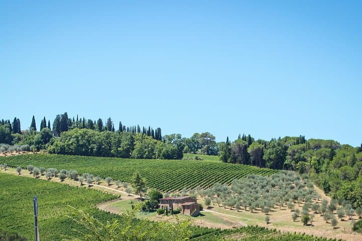 Florence Half Day Chianti Wine Tour with Tuscan Food Tastings