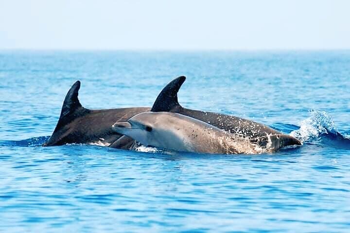 Dolphin Watching Boat Excursion to Figarolo Island from Olbia