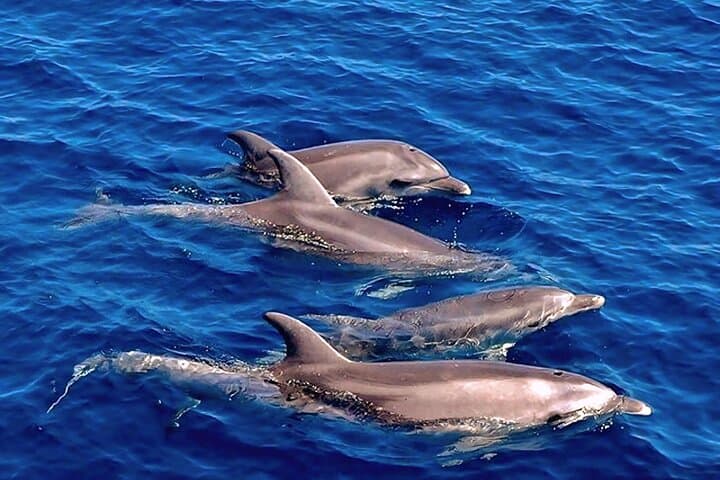 Dolphin Watching Boat Excursion to Figarolo Island from Olbia