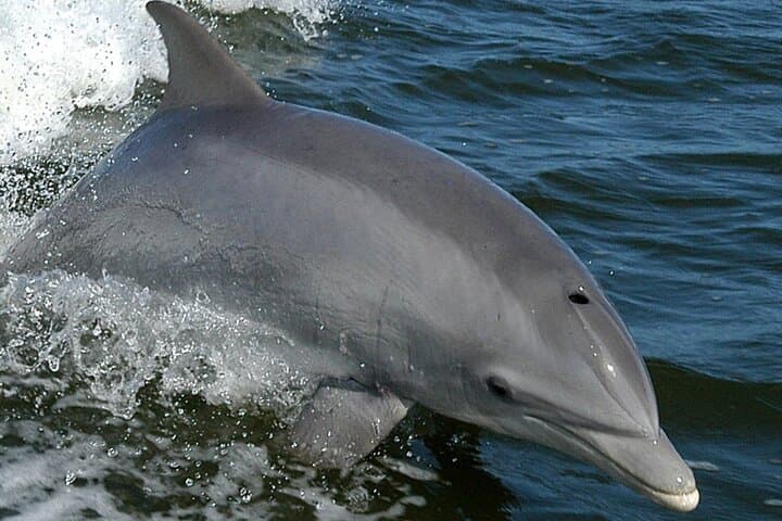 Olbia: Dolphin sighting at Figarolo Island and snorkeling