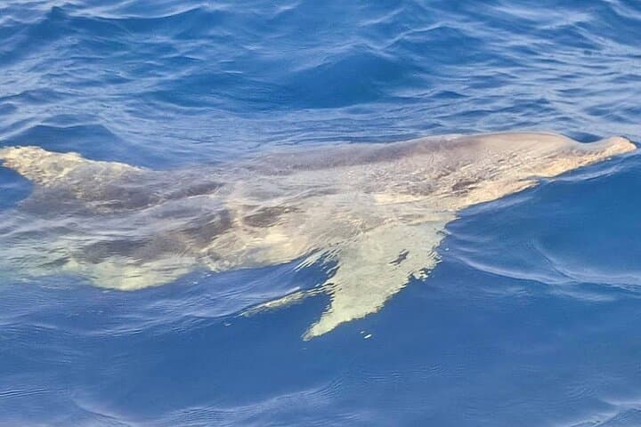 Olbia: Dolphin sighting at Figarolo Island and snorkeling
