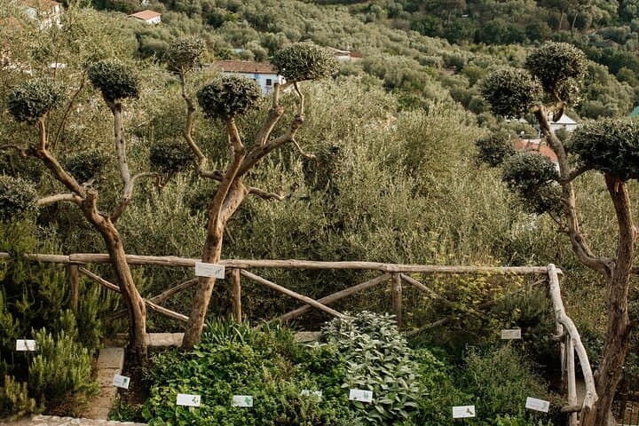 Pizza and mozzarella school on the hills of Sorrento