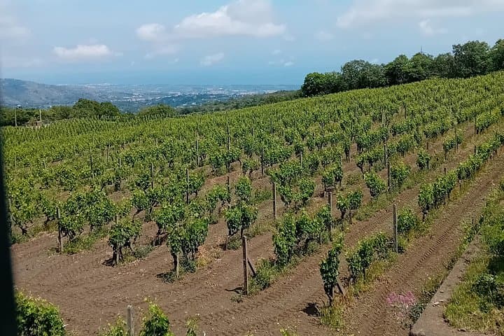 Etna Wine Tasting Tour from Taormina Area