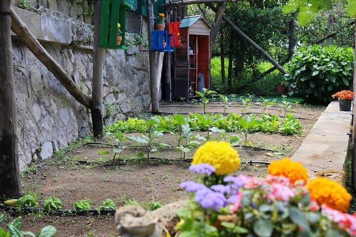 Sorrento Cooking Class: authentic dishes with a local family chef