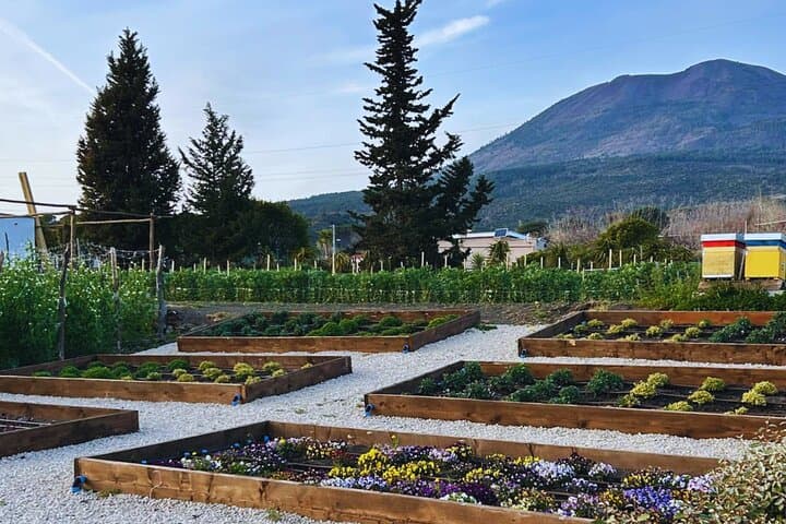 Pompei & Wine Tasting from Naples- Guide,Transfer and Tickets