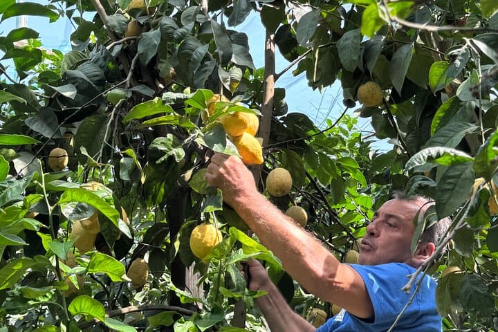 Farm Tour in Sorrento: Olive Oil, Lemons & Mozzarella Tasting