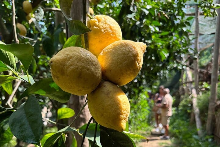 Farm Tour in Sorrento: Olive Oil, Lemons & Mozzarella Tasting