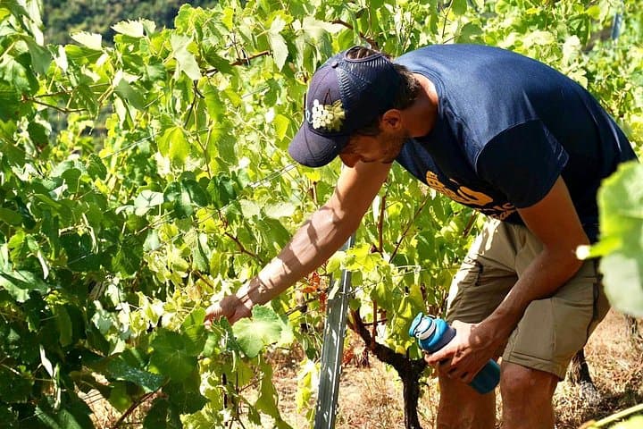 Heroic : Vineyard Trekking & Authentic Wine Tasting in Vernazza
