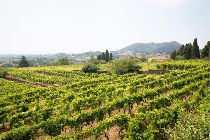 Sicily Grand Tour 7 Days WINE Culture UNESCO Driver