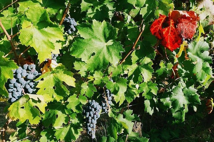 Self Guided Bike Tour from Lucca to Montecarlo Wine Roads