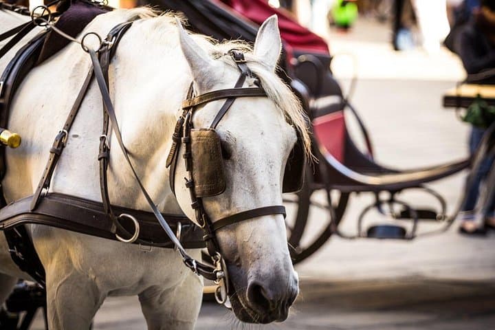 Horse Drawn Carriage Ride in Florence