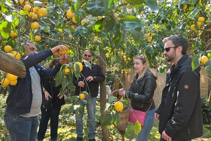 Lemon Grove Tour