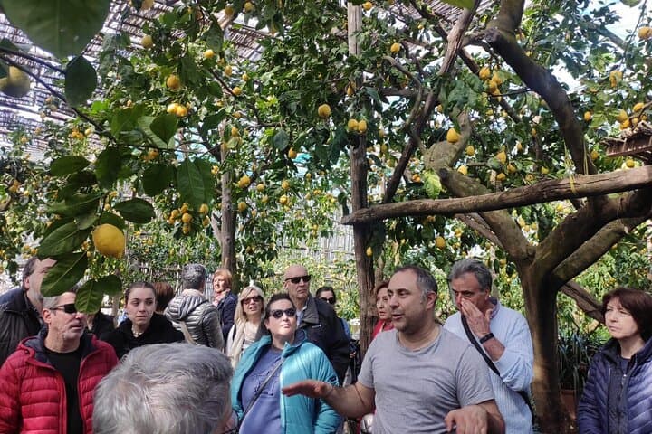 Lemon Grove Tour