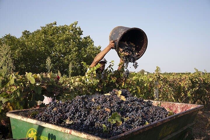 Luxury Wine Tasting in the evocative Itria Valley