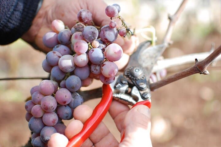 Luxury Wine Tasting in the evocative Itria Valley