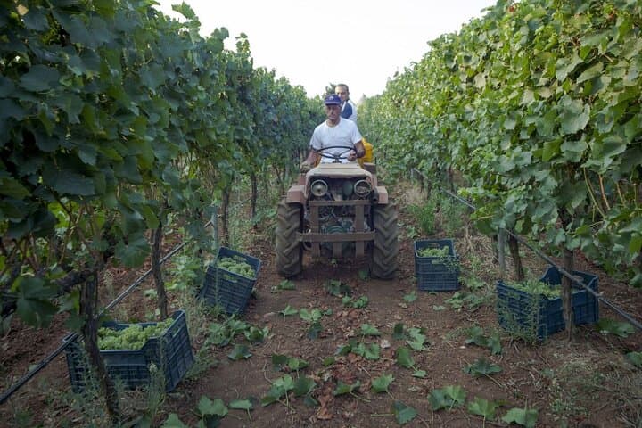 Luxury Wine Tasting in the evocative Itria Valley