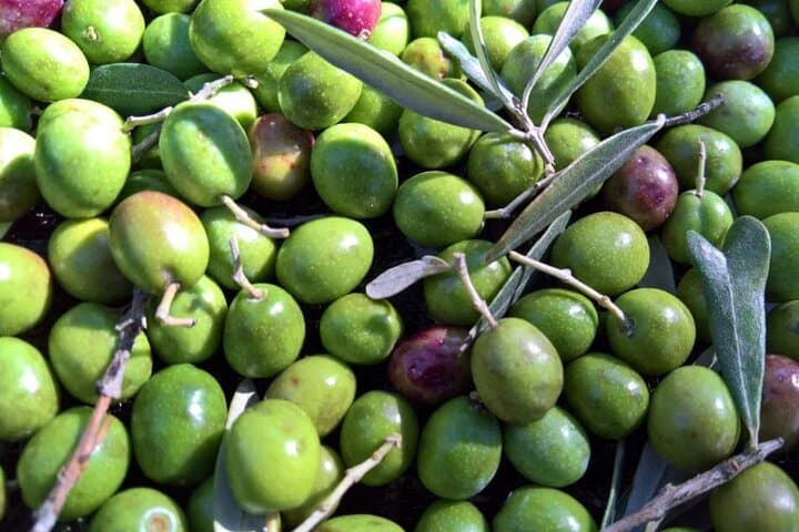 Olive Grove Tour with Oil & Wine Tasting in Assisi