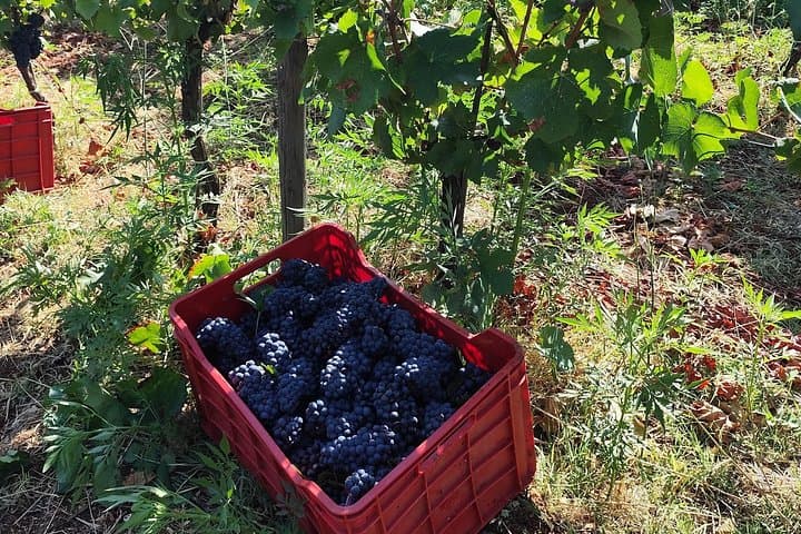 Polignano experience in nature between wine and local flavors