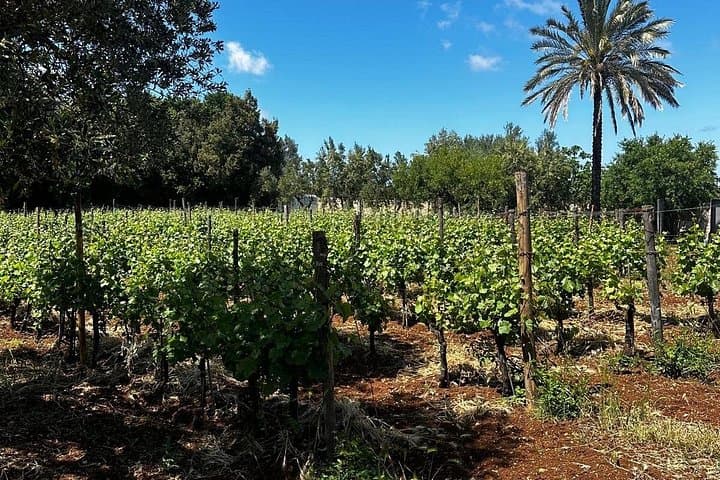 Polignano experience in nature between wine and local flavors