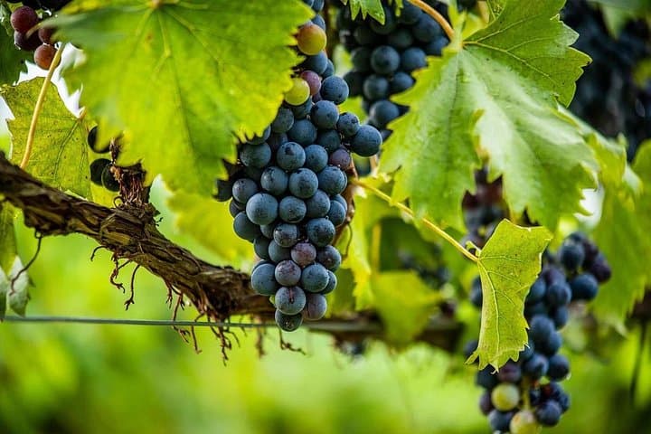 Pompeii, Vesuvius Hike and Wine Tasting with Lunch from Sorrento