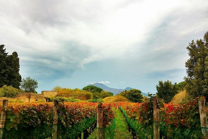 Pompeii, Vesuvius Hike and Wine Tasting with Lunch from Sorrento