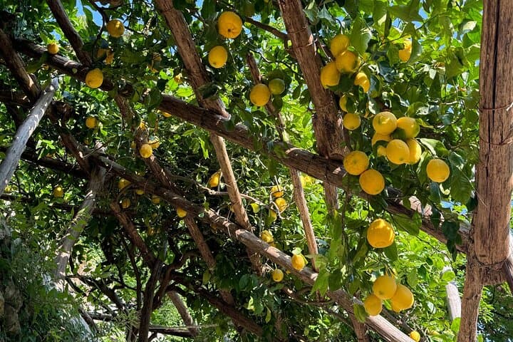 Amalfi Limoncello and Wine Tasting with Sea and Hill Views
