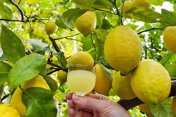 Amalfi Farm to Table Cooking Class Among Organic Lemon Trees