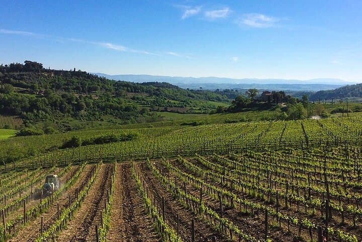 Wine lovers experience in Montepulciano: half day