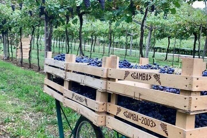 Amarone-Valpolicella tour. Visit Verona from Venice, Treviso