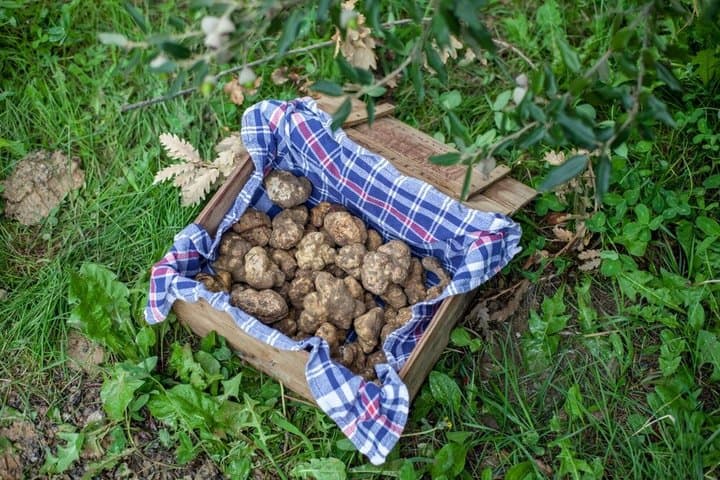 Tuscany Truffle Hunt: A Culinary Adventure