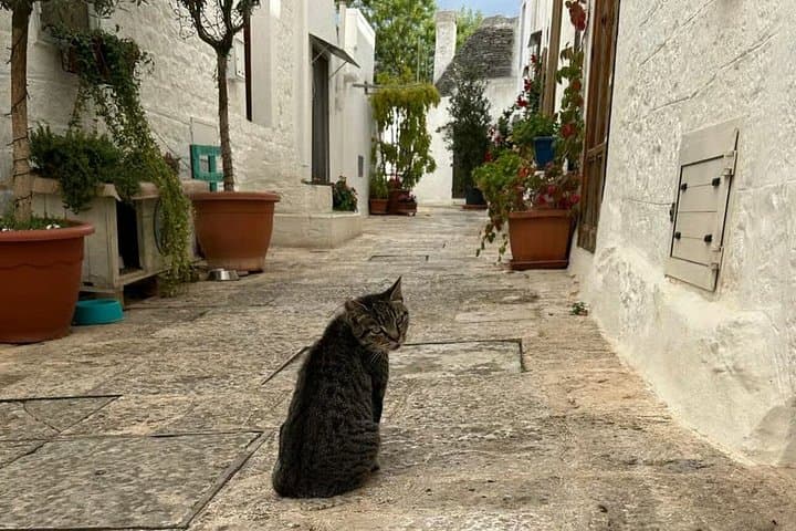 Alberobello is also the favorite city for cats