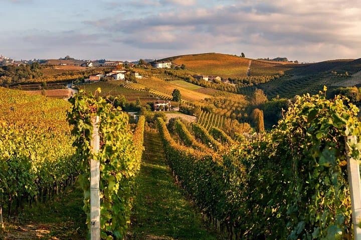 From Milan: Barolo Vineyards & UNESCO Wine Cellar Experience