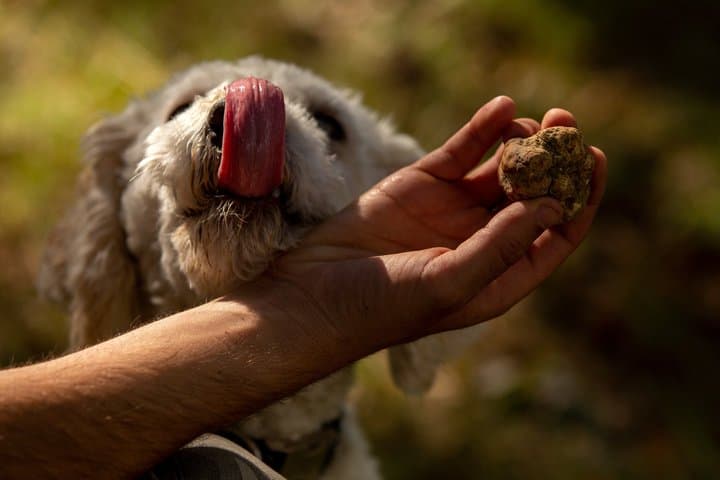 Truffle Hunting with Wine Tasting in Piedmont