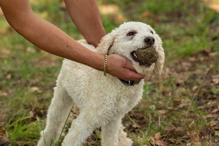 Truffle Hunting with Wine Tasting in Piedmont