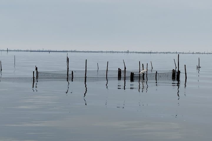 Explore Isola dell’Amore and wildlife on a Po Delta Boat Tour