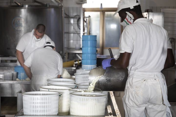 Sicilian Cheese Tour and Tasting at the Local Dairy