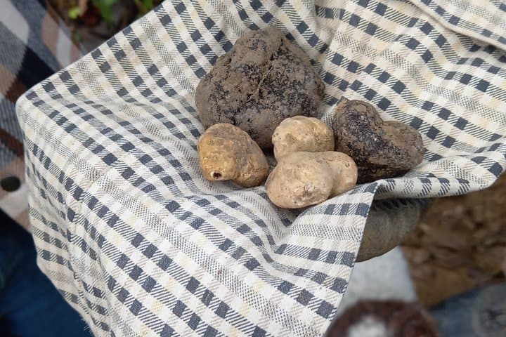 Truffle Hunting experience with Local Guide and Lunch