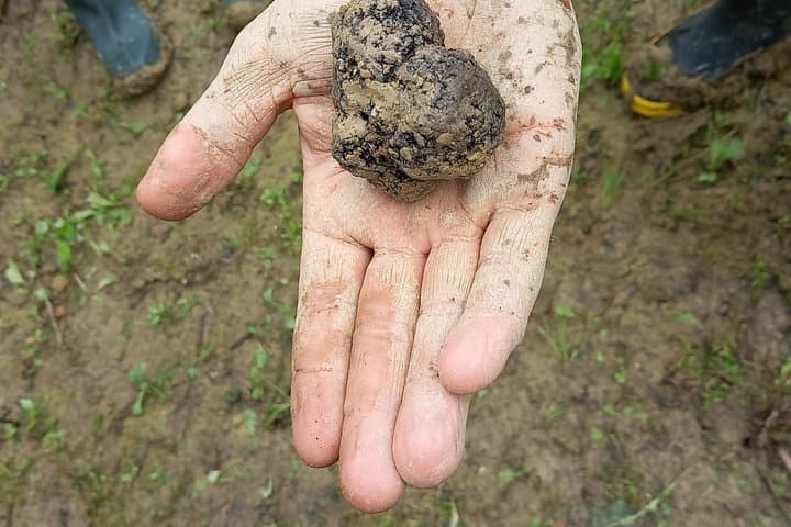 Truffle Hunting experience with Local Guide and Lunch