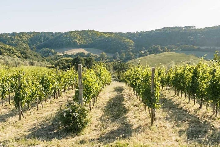 Winery Tour & Wine Tasting with Cheese & Charcuterie