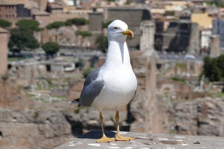 Private Tour of Palatine Hill and Roman Forum in Rome