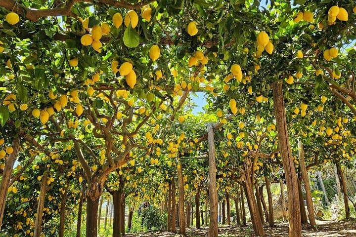 AmalfiCoast Tour Amalfi Visit e Lemon Tour e Tasting Experience