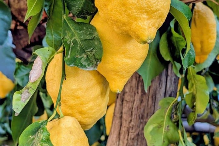 AmalfiCoast Tour Amalfi Visit e Lemon Tour e Tasting Experience