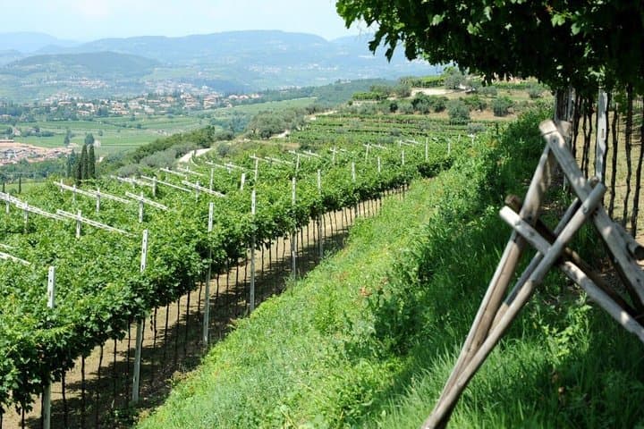 Exclusive Private 3 Days Amarone Wine Experience from Florence
