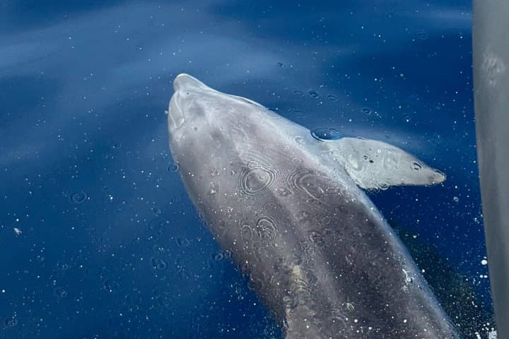 Golfo Aranci private tour 3h: dolphins, aperitif and historic yacht