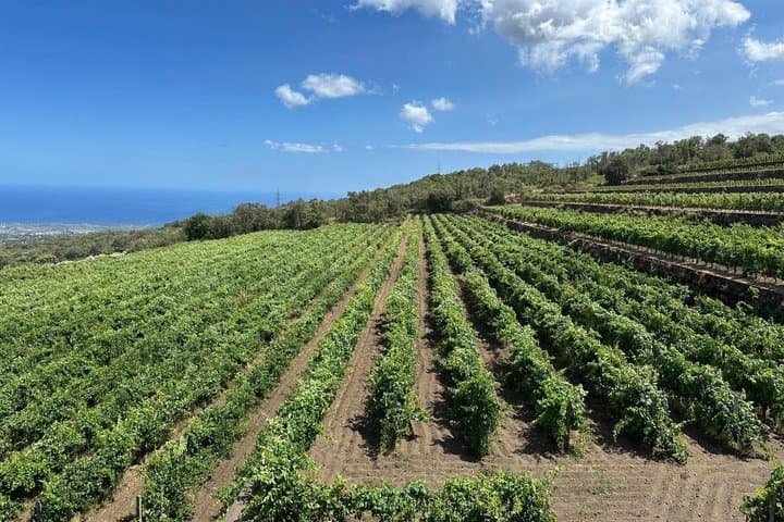 Etna and Wine an experience between nature and aromas with taste.