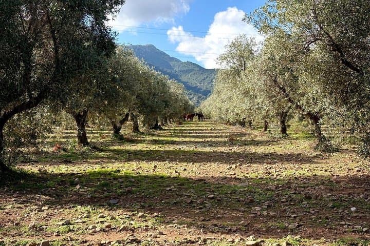 Wine tasting and visit to the winery a few steps from Cagliari