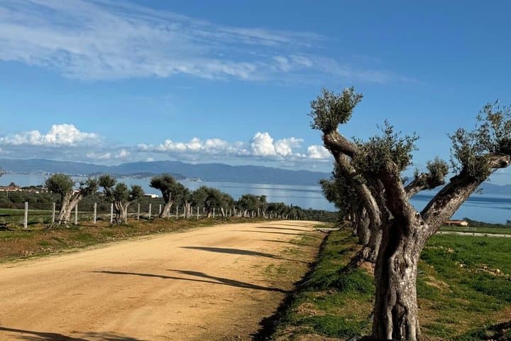 Wine tasting and visit to the winery a few steps from Cagliari