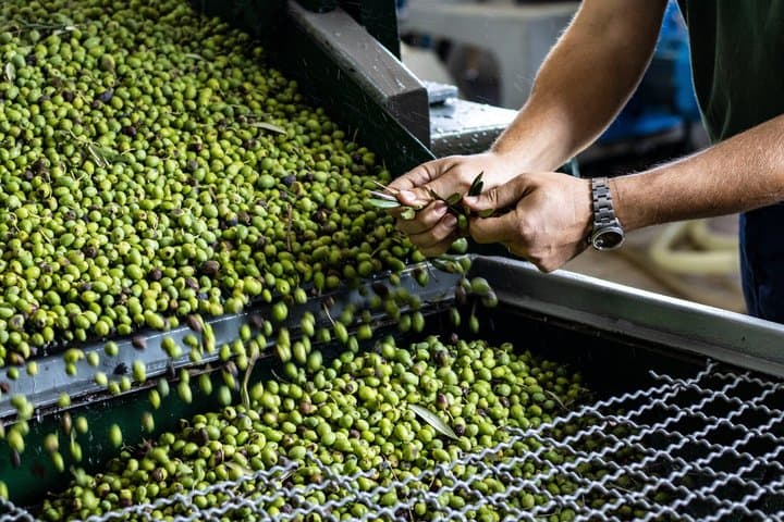 Olive oil tasting in Sorrento
