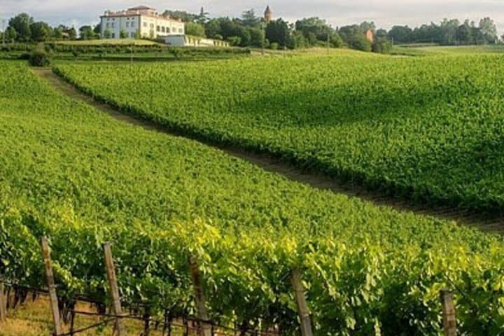 Half Day Wine Experience Tour from Ravenna
