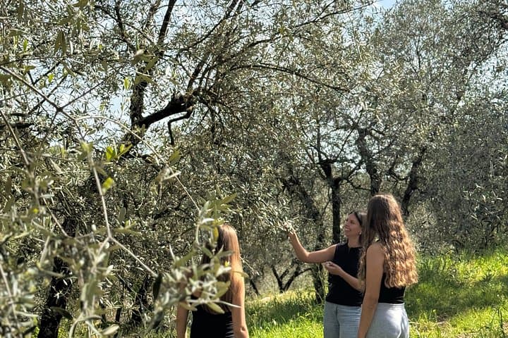 Tuscan Olive Oil Experience at a Family Mill